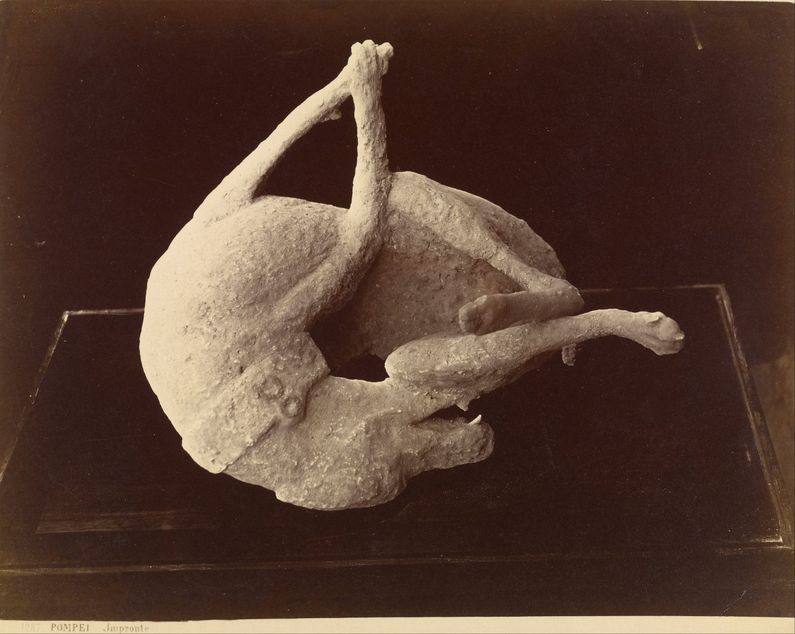 A plaster cast of a dog twisted onto its back, caught mid struggle, photographed on dark cloth